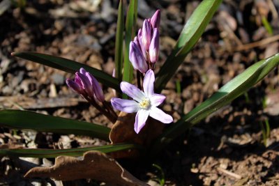 Scilla kladnii - ladoňka karpatská